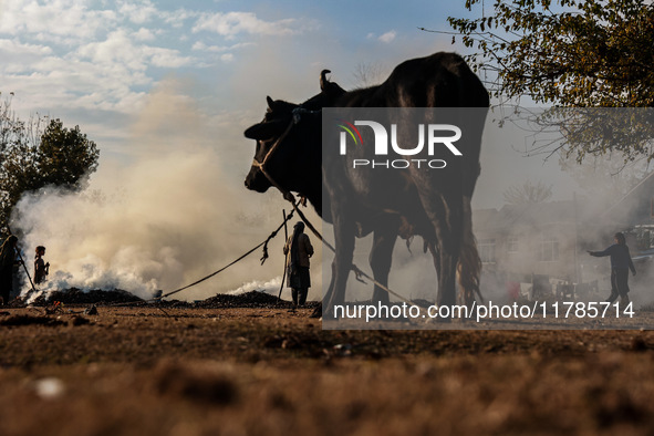 An ox and a cow are tied with a rope as Kashmiri women burn fallen dried leaves and twigs of trees to make charcoal ahead of harsh winters i...