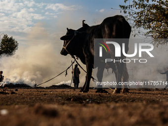 An ox and a cow are tied with a rope as Kashmiri women burn fallen dried leaves and twigs of trees to make charcoal ahead of harsh winters i...