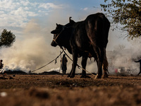 An ox and a cow are tied with a rope as Kashmiri women burn fallen dried leaves and twigs of trees to make charcoal ahead of harsh winters i...