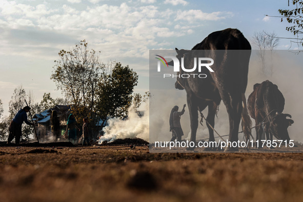 An ox and a cow are tied with a rope as Kashmiri women burn fallen dried leaves and twigs of trees to make charcoal ahead of harsh winters i...