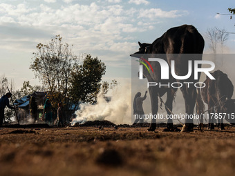 An ox and a cow are tied with a rope as Kashmiri women burn fallen dried leaves and twigs of trees to make charcoal ahead of harsh winters i...