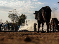 An ox and a cow are tied with a rope as Kashmiri women burn fallen dried leaves and twigs of trees to make charcoal ahead of harsh winters i...