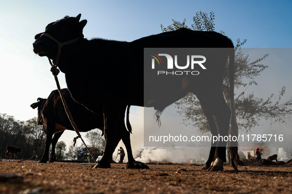 An ox and a cow are tied with a rope as Kashmiri women burn fallen dried leaves and twigs of trees to make charcoal ahead of harsh winters i...