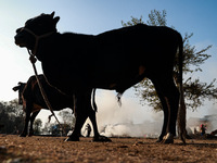 An ox and a cow are tied with a rope as Kashmiri women burn fallen dried leaves and twigs of trees to make charcoal ahead of harsh winters i...