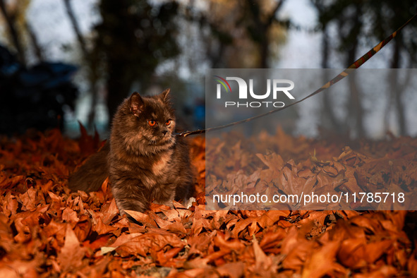 A cat named Milo walks on the fallen Chinar leaves during the autumn season in Sopore, Jammu and Kashmir, India, on November 17, 2024. 