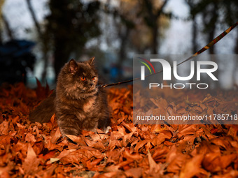 A cat named Milo walks on the fallen Chinar leaves during the autumn season in Sopore, Jammu and Kashmir, India, on November 17, 2024. (