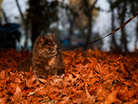 A cat named Milo walks on the fallen Chinar leaves during the autumn season in Sopore, Jammu and Kashmir, India, on November 17, 2024. (