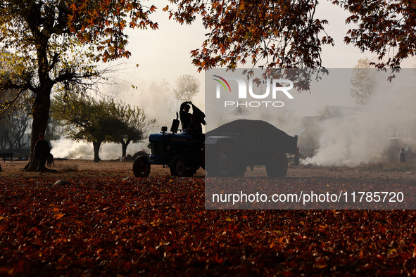 A person wears a jacket as he rides a tractor while women burn chirnar leaves to make charcoal during the autumn season in Sopore, Jammu and...