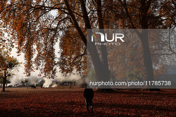 People walk on the fallen leaves of Chinar trees, which locals use to make charcoal for winter, in Sopore, Jammu and Kashmir, India, on Nove...