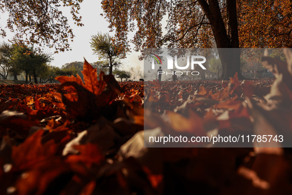 People walk on the fallen leaves of Chinar trees, which locals use to make charcoal for winter, in Sopore, Jammu and Kashmir, India, on Nove...