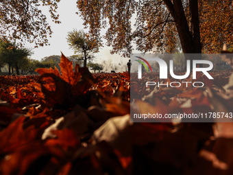 People walk on the fallen leaves of Chinar trees, which locals use to make charcoal for winter, in Sopore, Jammu and Kashmir, India, on Nove...