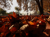 People walk on the fallen leaves of Chinar trees, which locals use to make charcoal for winter, in Sopore, Jammu and Kashmir, India, on Nove...