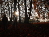 People walk on the fallen leaves of Chinar trees, which locals use to make charcoal for winter, in Sopore, Jammu and Kashmir, India, on Nove...