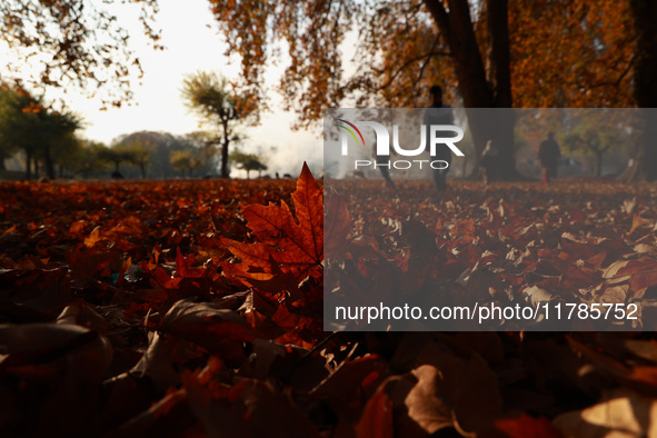 People walk on the fallen leaves of Chinar trees, which locals use to make charcoal for winter, in Sopore, Jammu and Kashmir, India, on Nove...