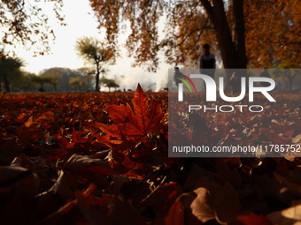 People walk on the fallen leaves of Chinar trees, which locals use to make charcoal for winter, in Sopore, Jammu and Kashmir, India, on Nove...