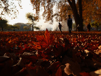 People walk on the fallen leaves of Chinar trees, which locals use to make charcoal for winter, in Sopore, Jammu and Kashmir, India, on Nove...