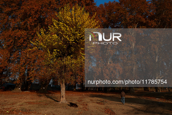 People walk on the fallen leaves of Chinar trees, which locals use to make charcoal for winter, in Sopore, Jammu and Kashmir, India, on Nove...