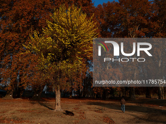 People walk on the fallen leaves of Chinar trees, which locals use to make charcoal for winter, in Sopore, Jammu and Kashmir, India, on Nove...