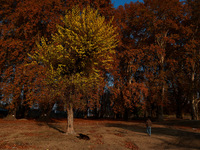 People walk on the fallen leaves of Chinar trees, which locals use to make charcoal for winter, in Sopore, Jammu and Kashmir, India, on Nove...