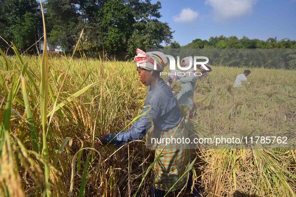 Farmers harvest paddy in a field in Morigaon District, Assam, India, on November 17, 2024. 