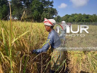 Farmers harvest paddy in a field in Morigaon District, Assam, India, on November 17, 2024. (