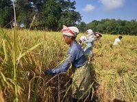 Farmers harvest paddy in a field in Morigaon District, Assam, India, on November 17, 2024. (