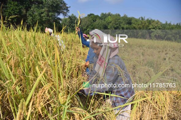 Farmers harvest paddy in a field in Morigaon District, Assam, India, on November 17, 2024. 