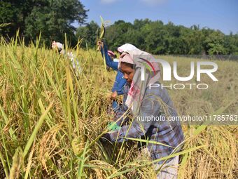 Farmers harvest paddy in a field in Morigaon District, Assam, India, on November 17, 2024. (