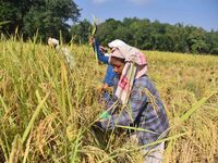 Farmers harvest paddy in a field in Morigaon District, Assam, India, on November 17, 2024. (