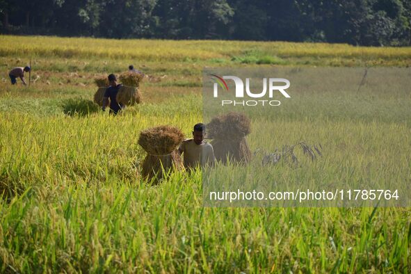 A farmer carries paddy on his shoulder after harvest in a field in Morigaon District of Assam, India, on November 17, 2024. 