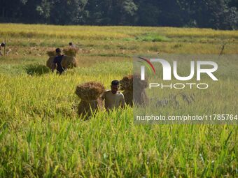 A farmer carries paddy on his shoulder after harvest in a field in Morigaon District of Assam, India, on November 17, 2024. (