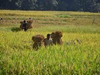 A farmer carries paddy on his shoulder after harvest in a field in Morigaon District of Assam, India, on November 17, 2024. (