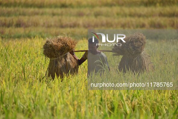 A farmer carries paddy on his shoulder after harvest in a field in Morigaon District of Assam, India, on November 17, 2024. 