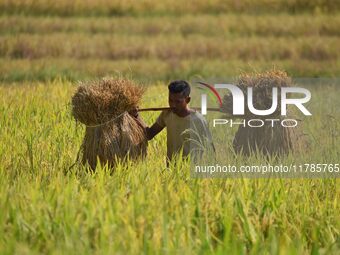 A farmer carries paddy on his shoulder after harvest in a field in Morigaon District of Assam, India, on November 17, 2024. (