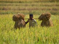 A farmer carries paddy on his shoulder after harvest in a field in Morigaon District of Assam, India, on November 17, 2024. (