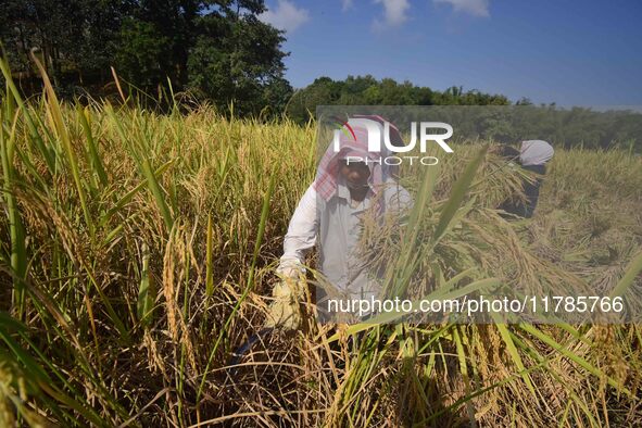 Farmers harvest paddy in a field in Morigaon District, Assam, India, on November 17, 2024. 