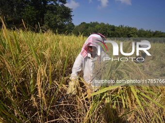 Farmers harvest paddy in a field in Morigaon District, Assam, India, on November 17, 2024. (