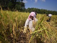 Farmers harvest paddy in a field in Morigaon District, Assam, India, on November 17, 2024. (