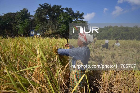 Farmers harvest paddy in a field in Morigaon District, Assam, India, on November 17, 2024. 