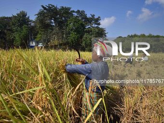 Farmers harvest paddy in a field in Morigaon District, Assam, India, on November 17, 2024. (