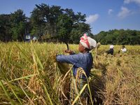 Farmers harvest paddy in a field in Morigaon District, Assam, India, on November 17, 2024. (