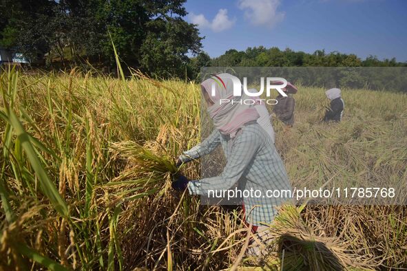 Farmers harvest paddy in a field in Morigaon District, Assam, India, on November 17, 2024. 