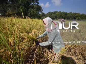 Farmers harvest paddy in a field in Morigaon District, Assam, India, on November 17, 2024. (