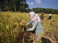 Farmers harvest paddy in a field in Morigaon District, Assam, India, on November 17, 2024. (