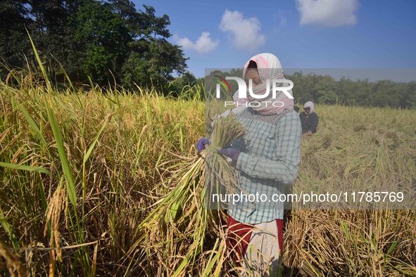 Farmers harvest paddy in a field in Morigaon District, Assam, India, on November 17, 2024. 