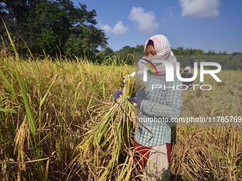 Farmers harvest paddy in a field in Morigaon District, Assam, India, on November 17, 2024. (