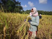 Farmers harvest paddy in a field in Morigaon District, Assam, India, on November 17, 2024. (