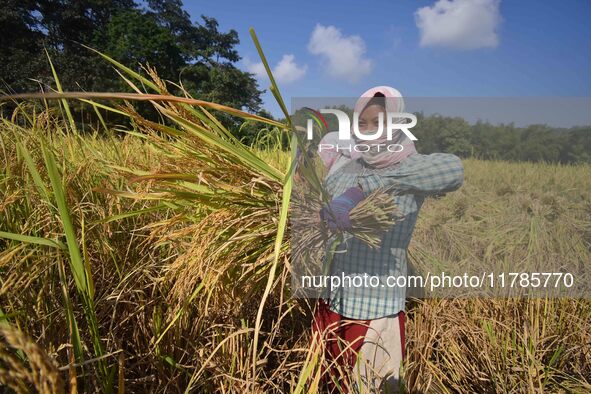 Farmers harvest paddy in a field in Morigaon District, Assam, India, on November 17, 2024. 