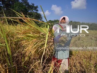 Farmers harvest paddy in a field in Morigaon District, Assam, India, on November 17, 2024. (