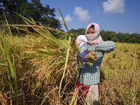 Farmers harvest paddy in a field in Morigaon District, Assam, India, on November 17, 2024. (